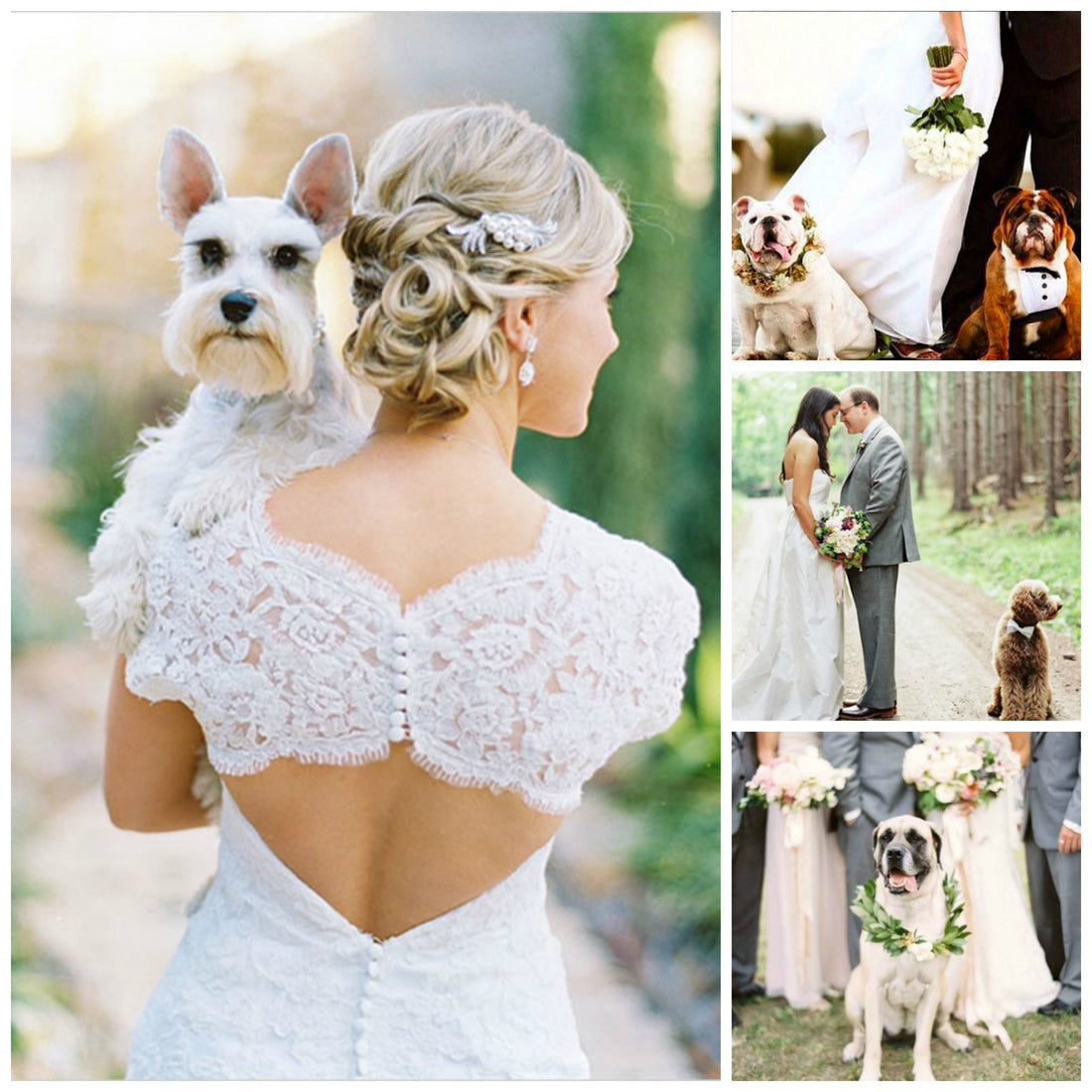 Nine Adorable Ways to Include Pets in Your Wedding